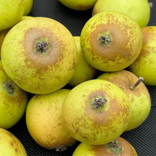 Pommier 'Brown Snout'