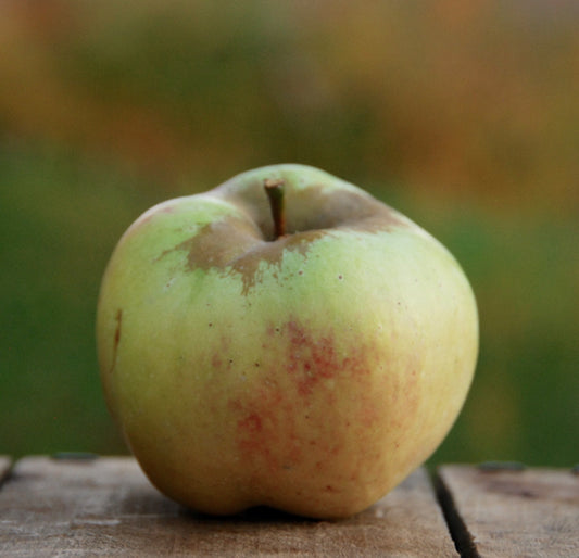 Pommier 'Calville Blanc d'Hiver'
