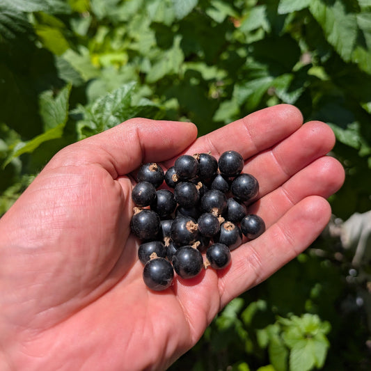 photo montrant une poignée de cassis du cultivar de cassis Titania
