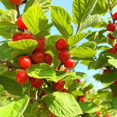 photo montrant les fruits rouges du cerisier tomentueux
