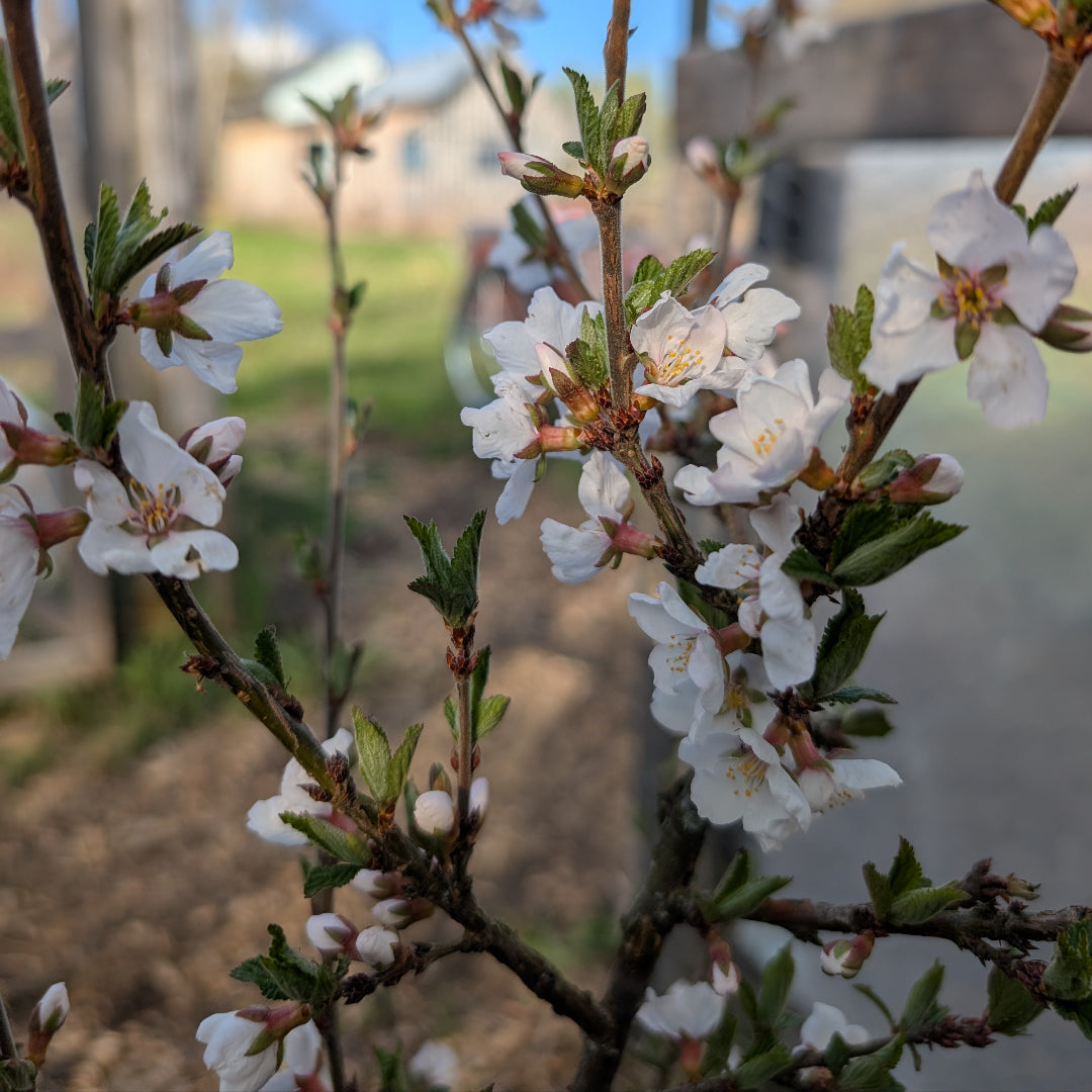 Photo montrant les fleurs rose du cerisier tomentueux