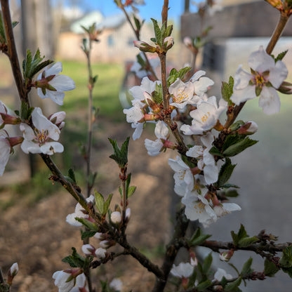 Photo montrant les fleurs rose du cerisier tomentueux