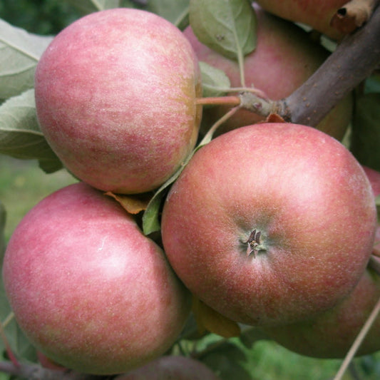 photo montrant une pomme d'un pommier 'chisel Jersey' dans le pommier. Varitété à cidre