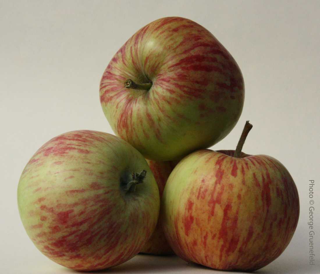 Pommier 'Duchess of Oldenburg'