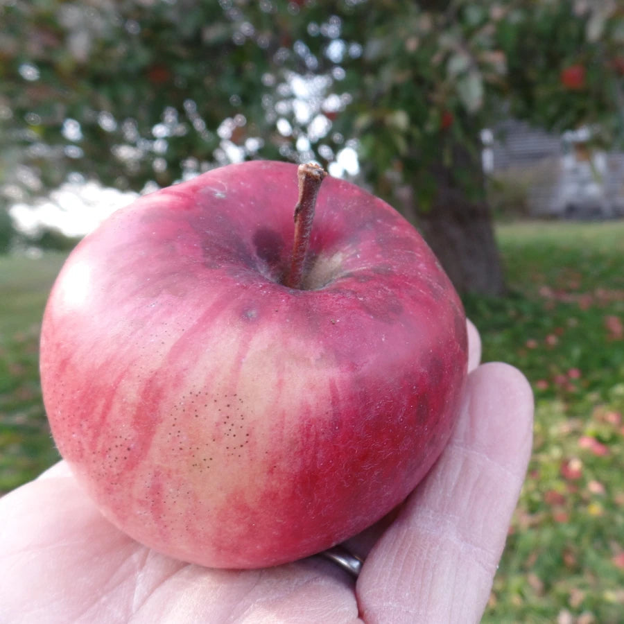 Pommier 'Fameuse'