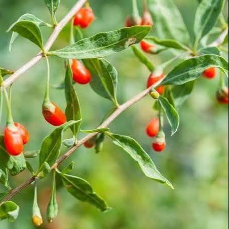 photo montrant des baies de Goji 'Dynamite'