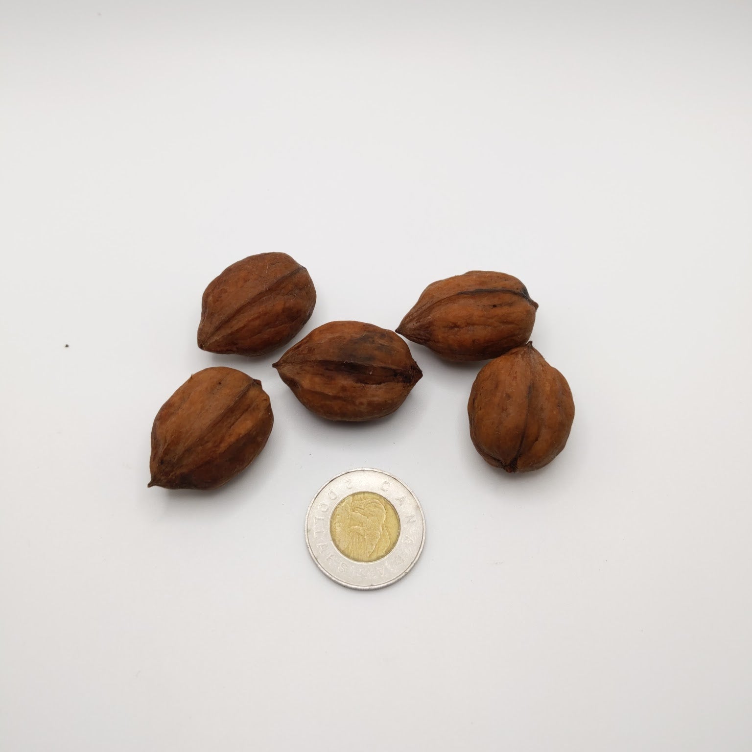 photo montrant la noix du Hican, Carya illinoinensis x Carya ovata