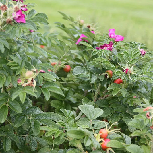 photo montrant un rosier rugueux en fruit et en fleur