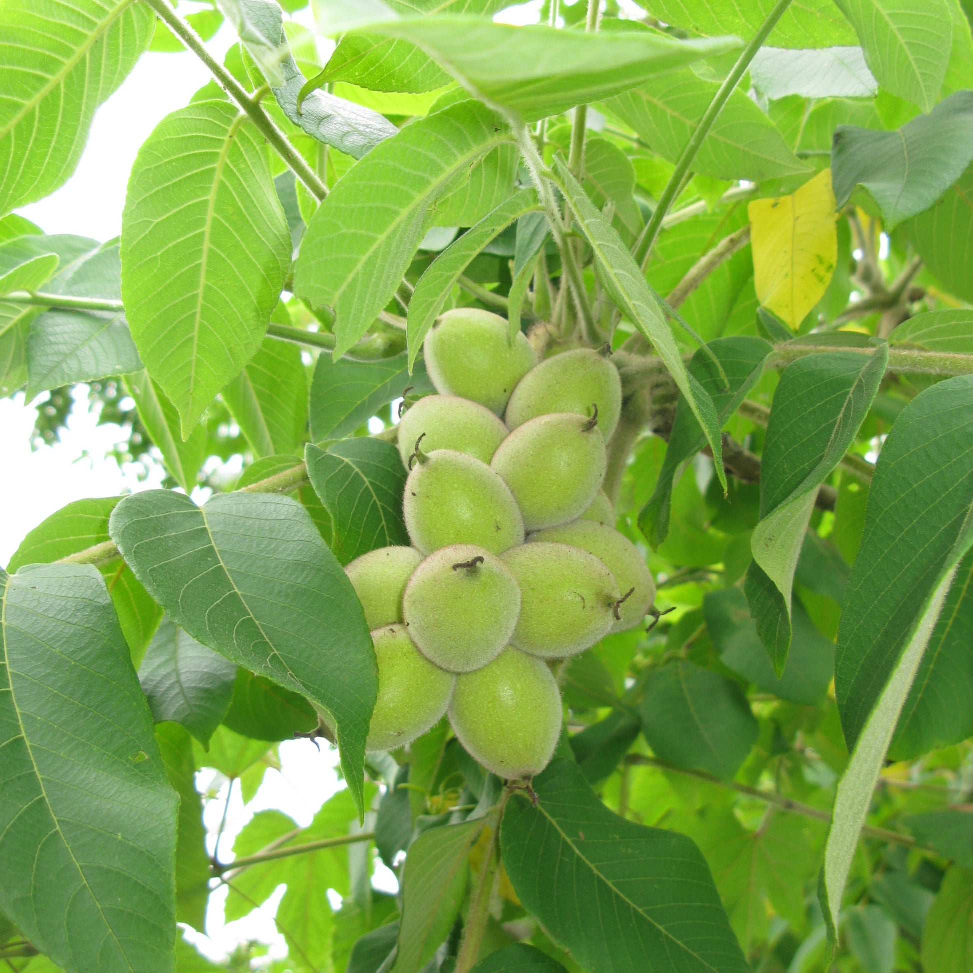 Grappe noyer en coeur