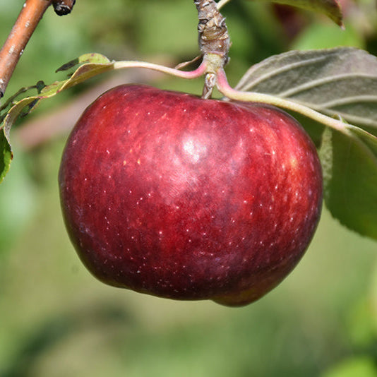 photo montrant une pomme 'Minnesota 447' dans le pommier