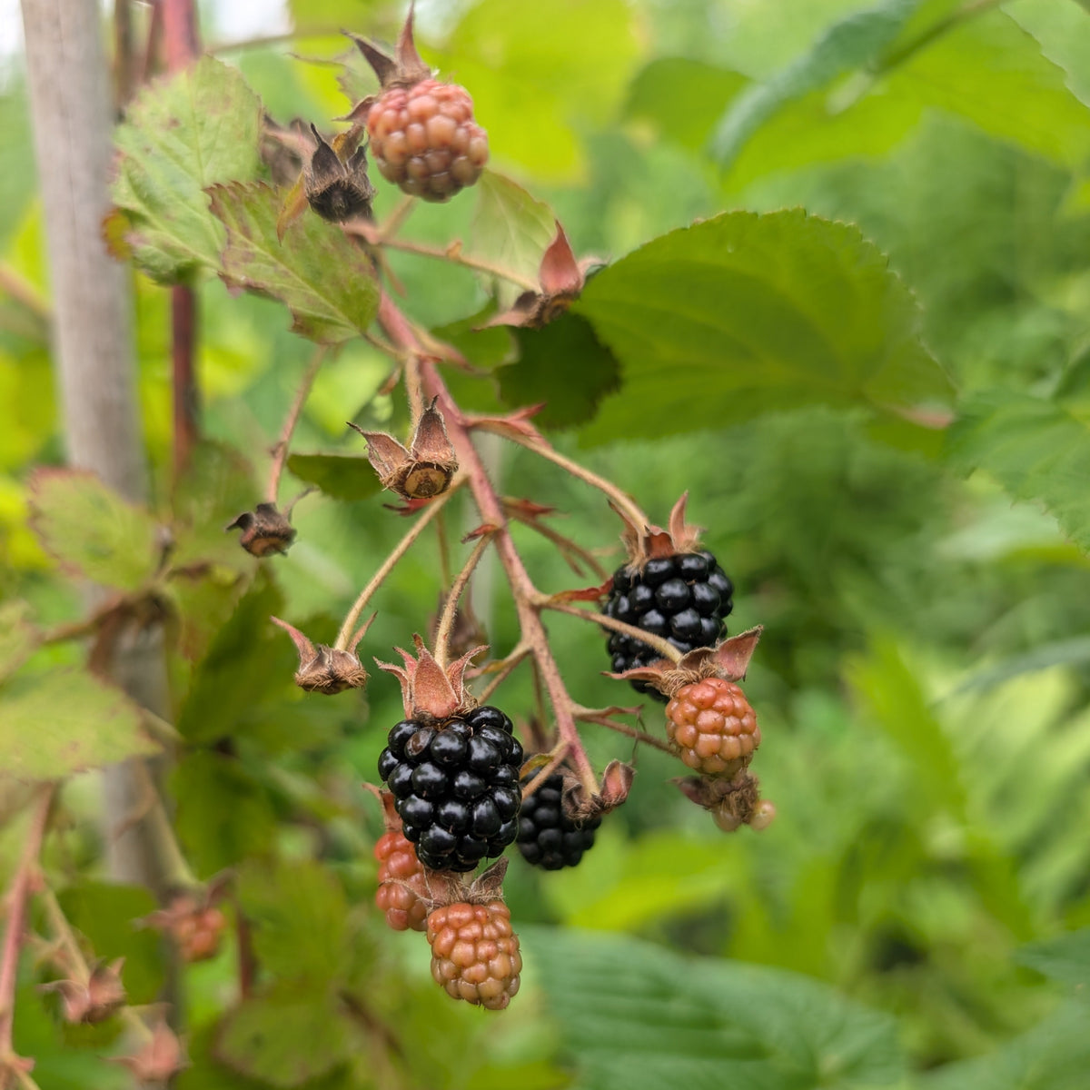 Photo montrant une grape de Mûre du mûrier hardy black