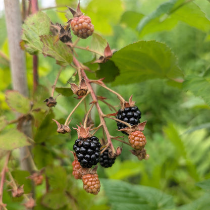 Photo montrant une grape de Mûre du mûrier hardy black