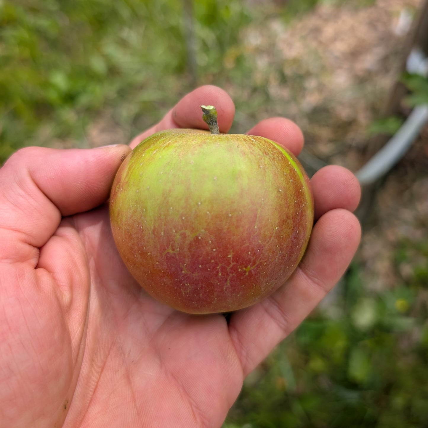 Pommier 'Novaspy'