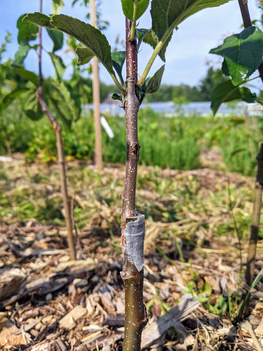 Formation sur la greffe d'arbres fruitiers