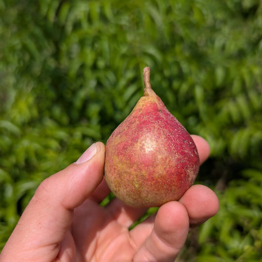 Photo d'une poire summercris. Petite poire couleur rouge