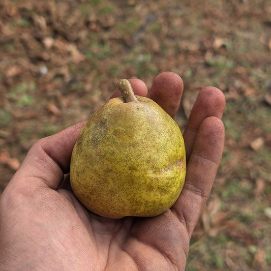 photo d'un poire savignac. petite poire ronde à la peau verte