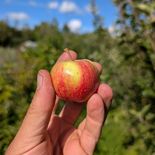 photo montrant une pommette du pommetier 'Chesnut'
