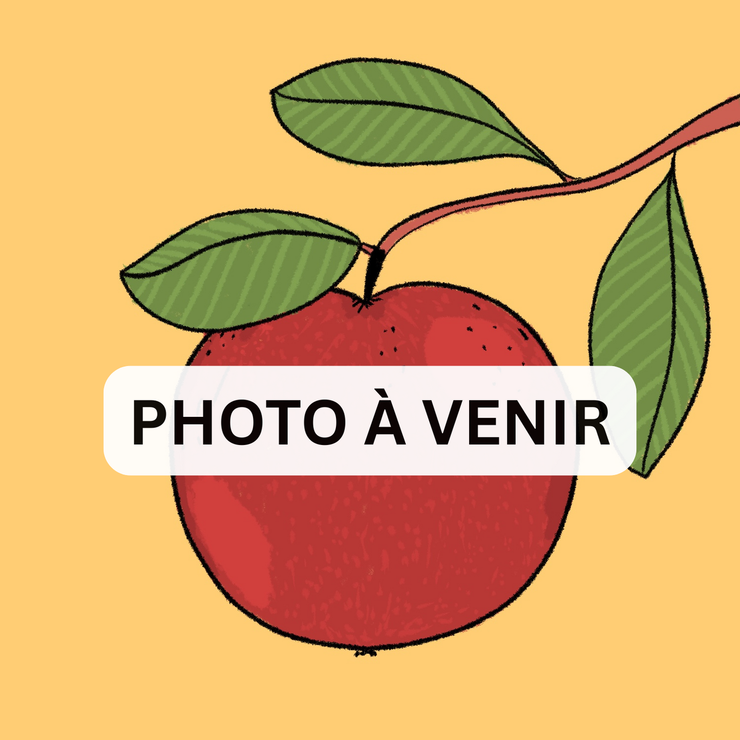 Pommier 'Saint-Laurent d'hiver'