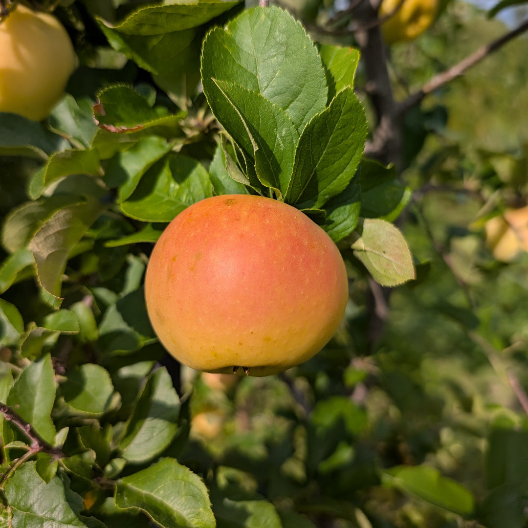 photo montrant une pomme du pommier 'pistine' dans le pommier