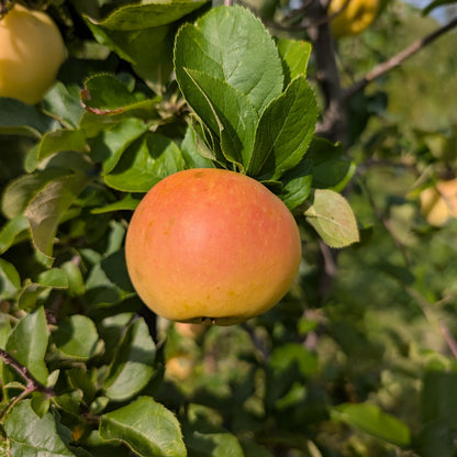 photo montrant une pomme du pommier 'pistine' dans le pommier