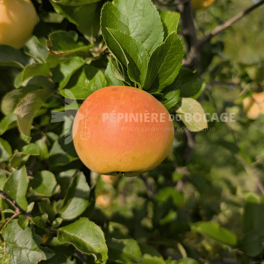 Photo montrant une pomme pristine