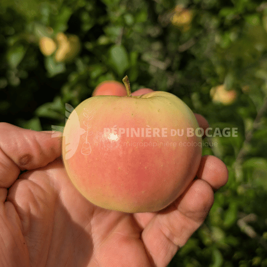 Photo montrant une pomme pristine dans une main