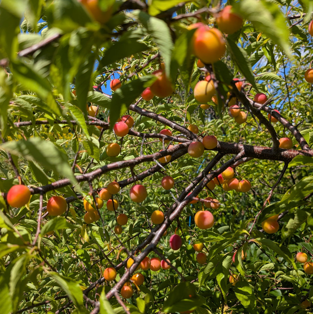photo montrant des prunes dans le prunier amércain