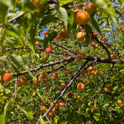 photo montrant des prunes dans le prunier amércain