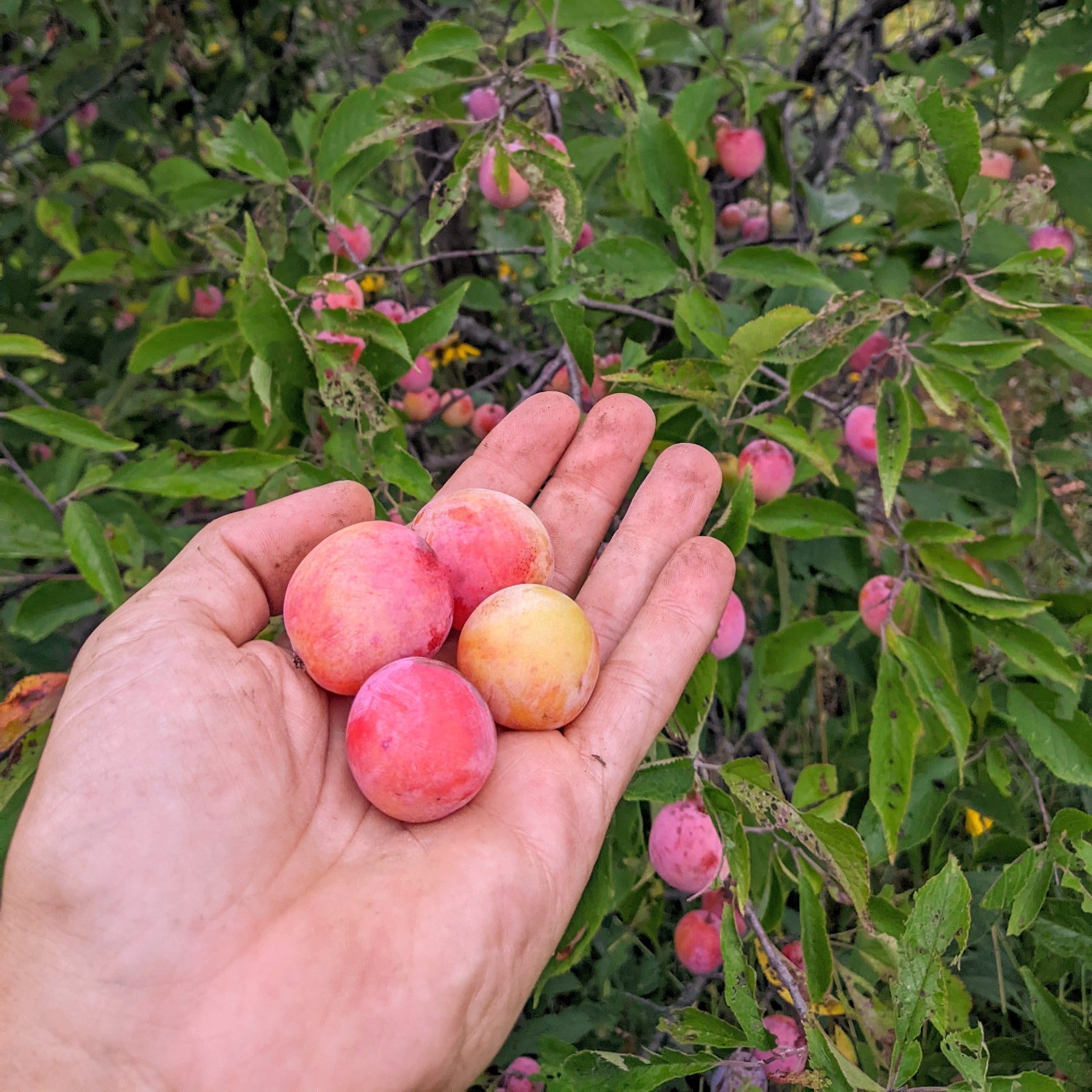 photo montrant une poignée de prune du prunier américain
