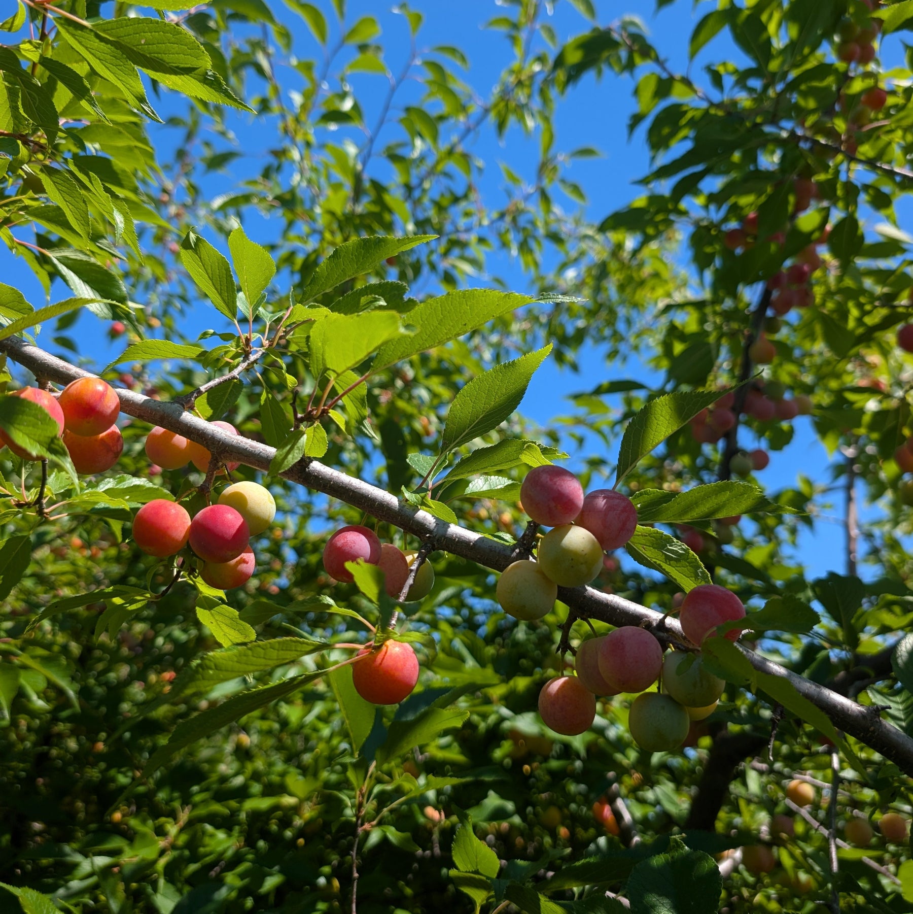 photo montrant des prunes dans un prunier américain