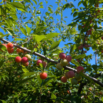 photo montrant des prunes dans un prunier américain