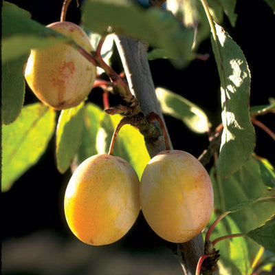 photo montrant une prune jaune d'un prunier Brookgold