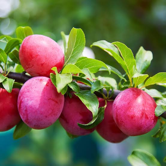 Photo montrant une prune rouge d'une prunier superior