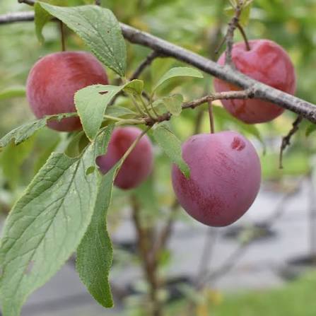 Photo montrant une prune rouge dans un prunier Waneta