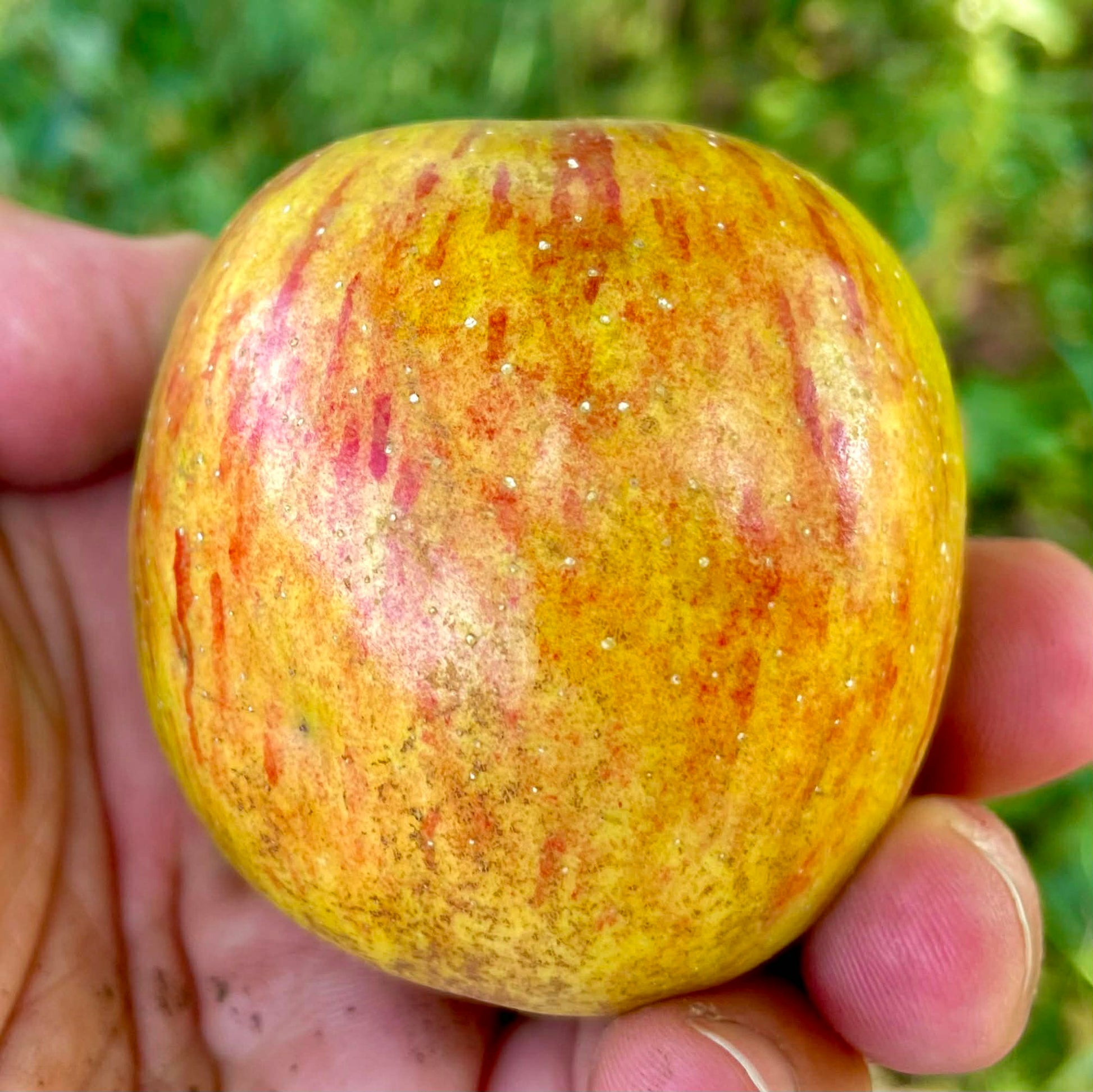 Photo montrant une pomme "reinette du canada"