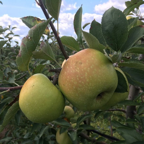 photo montrant une pomme 'Rhode Island Greening'