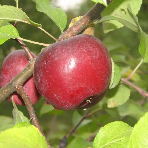 Pommier 'Rouville'