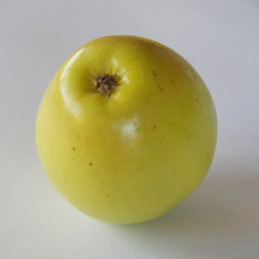 photo montrant une pomme 'Sweet Bough'