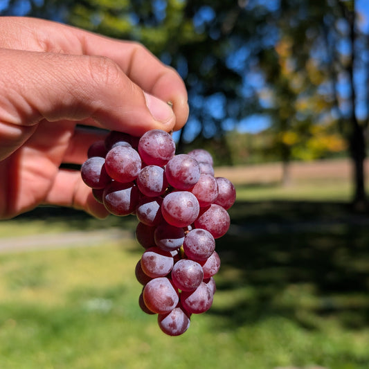 Photo montrant une grape de raison rouge 'Somerset'