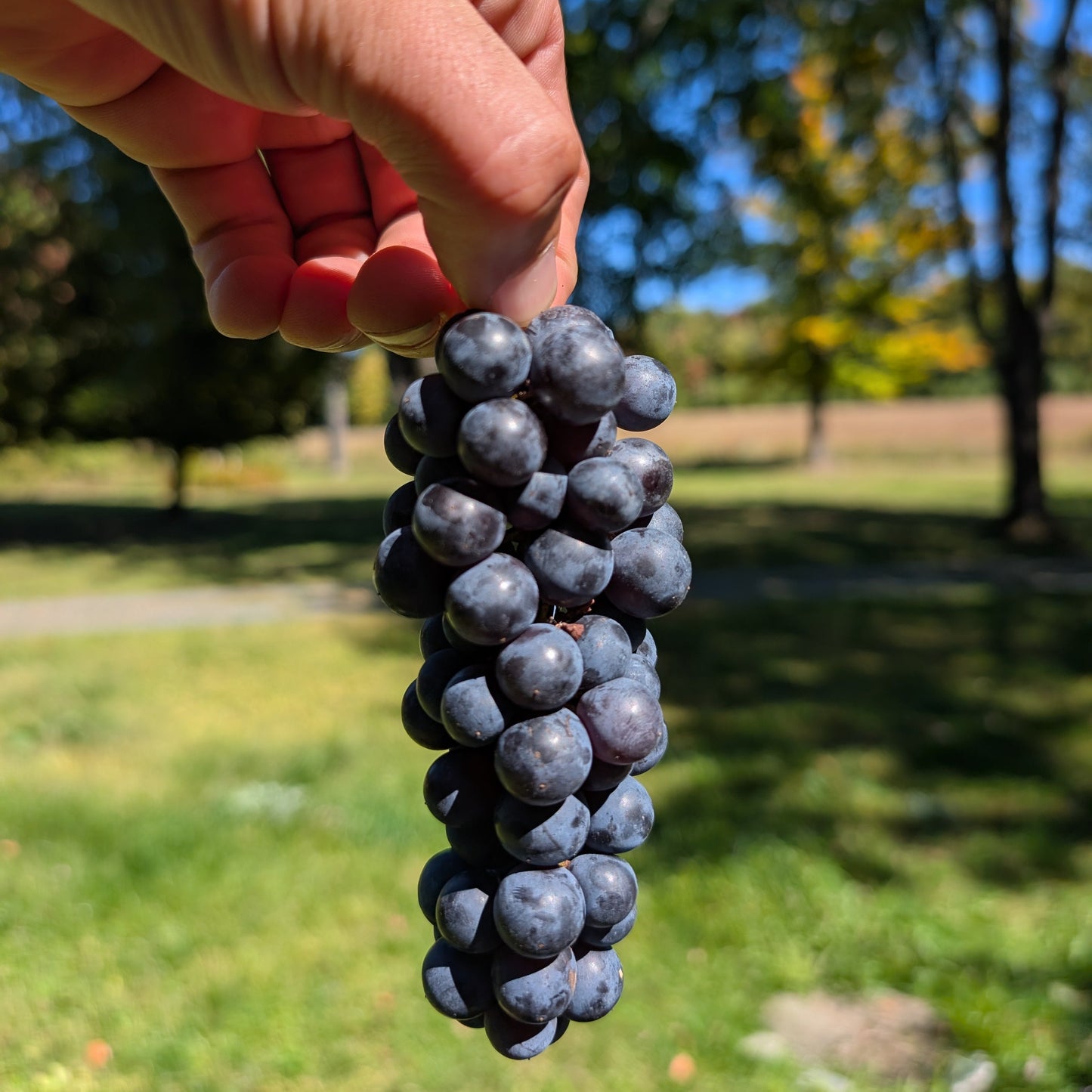 Photo montrant une main qui tient une grappe de raisin bleu d'une vigne 'Trollhaugen'