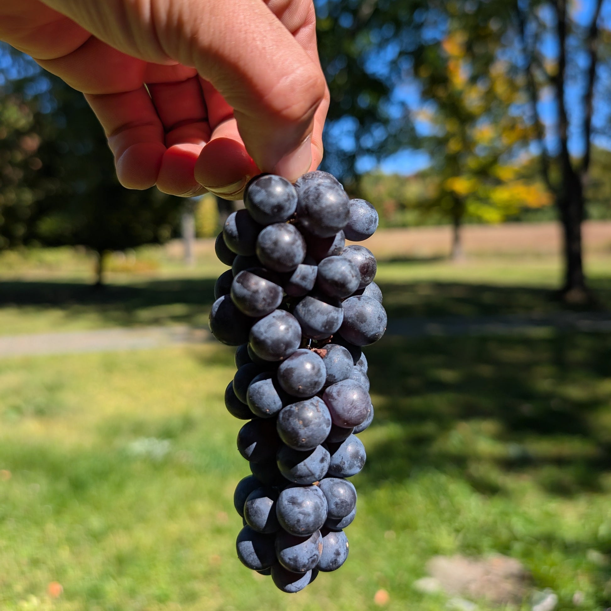 Photo montrant une main qui tient une grappe de raisin bleu d'une vigne 'Trollhaugen'