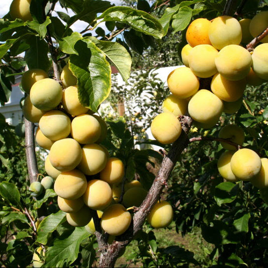 Photo montrant des prunes jaunes dans un prunier Ptitsin